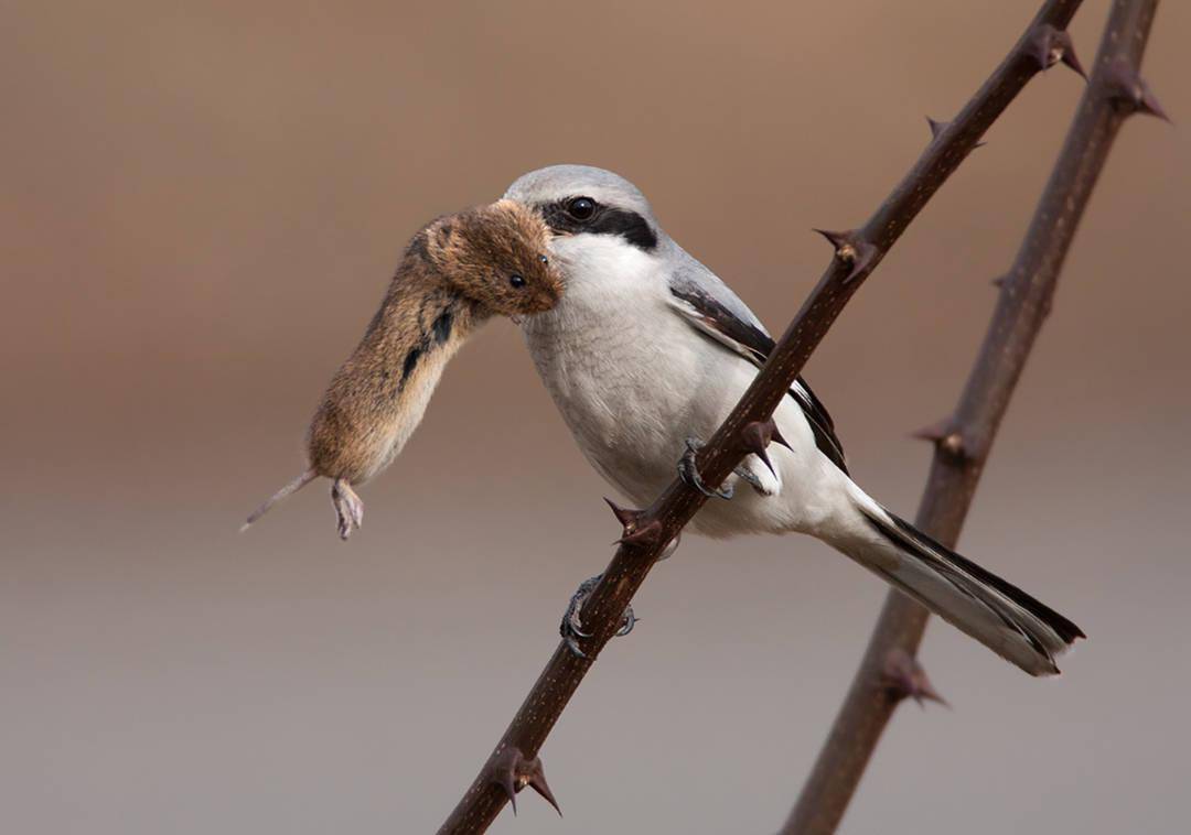 伯劳鸟为啥喜欢把猎物串在树枝上直接吃不香吗它毕竟不是猛禽