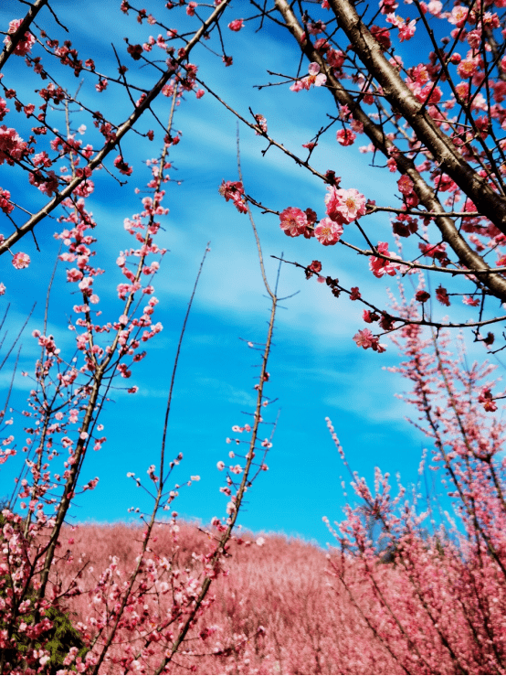 梅花镇梅花村人口_乐昌梅花镇梅花街(3)