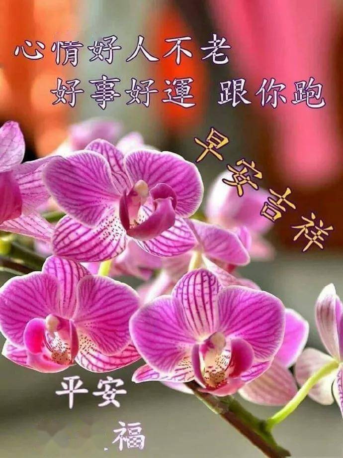花是牡丹最美,人是朋友最亲,早安