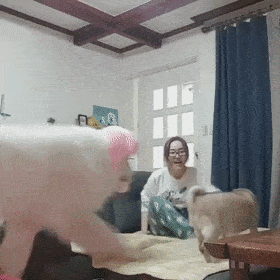 當代人類未解之謎，過百斤的狗子是怎麼做到如此娘里娘氣的？ 萌趣萌寵 第12张