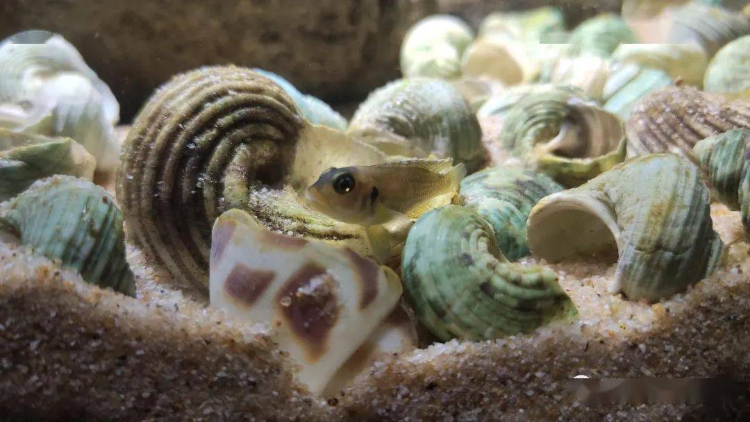 玩儿的是习性爱的是意境50cm卷贝精致幸福家