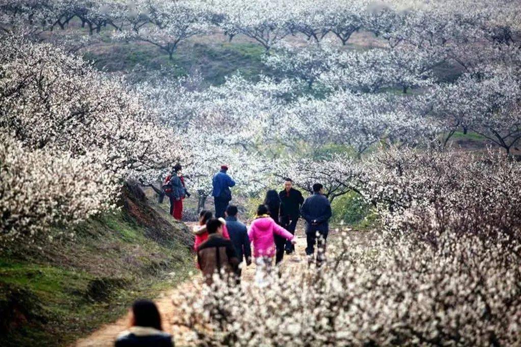 3月2號漫步王壇東村十里梅廊香雪海逛紹興安昌古鎮