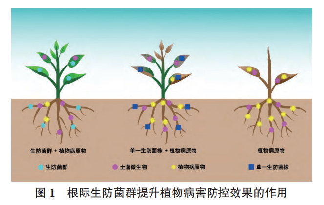 植物根作用的实验原理是什么意思 植物蒸腾作用实验图片 我爱原理网