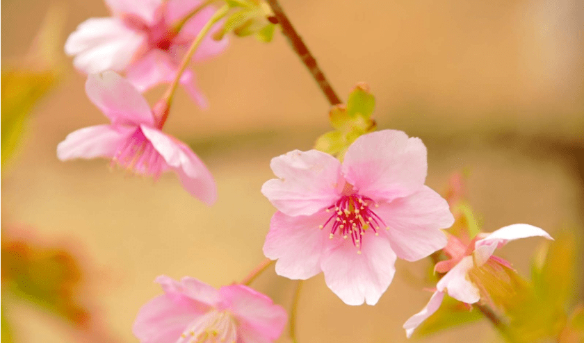 人间二月赏花忙，桃李杏樱梅梨棠…点进来小编教你分辨各种“花样”~