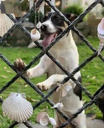 狗狗见"光头男"大声吠叫,听熟悉声后,立马撒娇道歉_chili