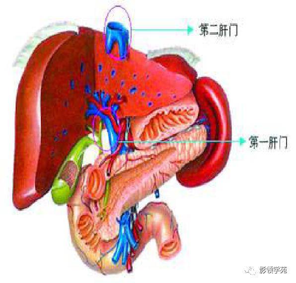 超讚!最全肝臟的表面解剖及分葉分段