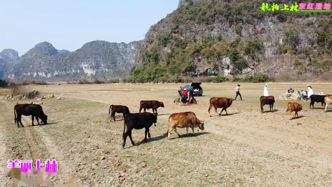 美丽东红爱情公园东红湿地冬天最美,这里已成了天然牧场,成群牛羊在