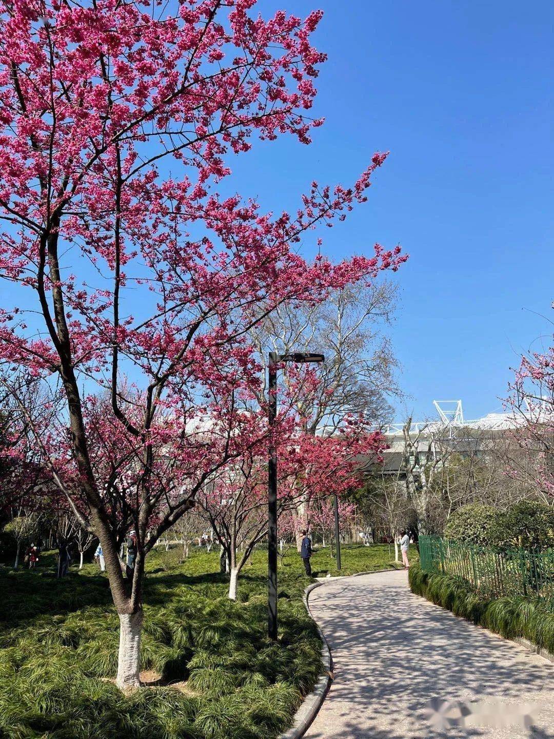鲁迅公园的樱花图片