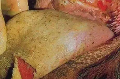 口蹄疫3天病死7头牛怎么治疗