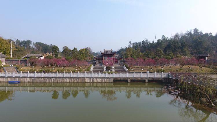 南川：大观梅园踏青 牛年暗香涌动