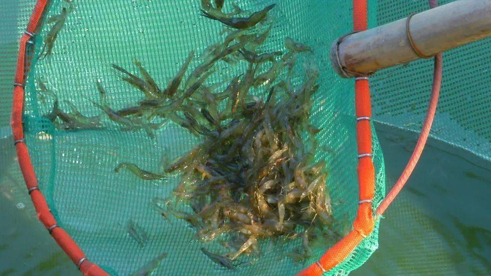 养虾成为富民产业这个镇青虾养殖面积6万亩年产量超2万斤