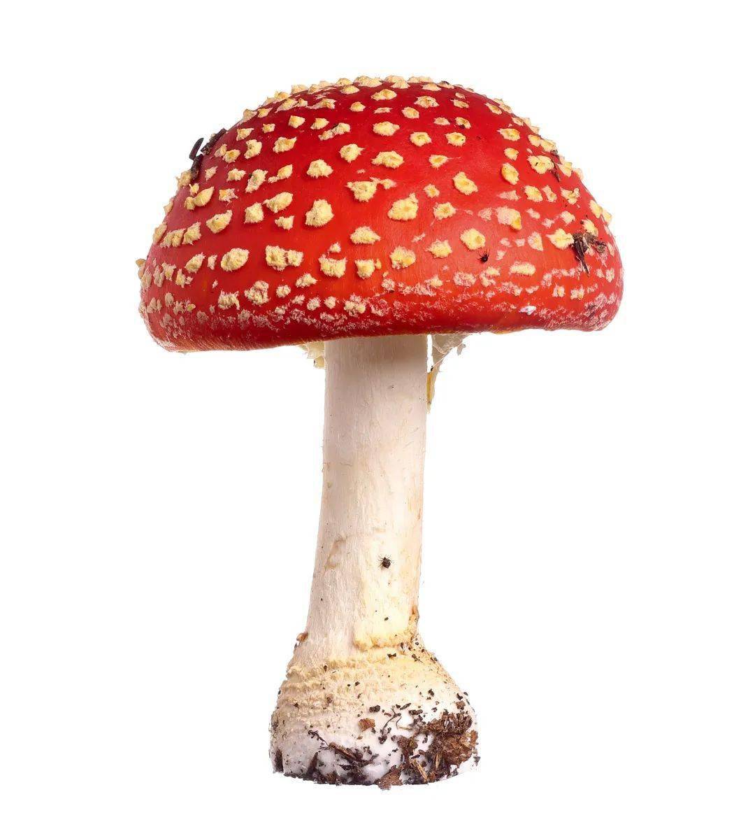 毒影菇松茸主要产于东亚,在日本有蘑菇之王的称