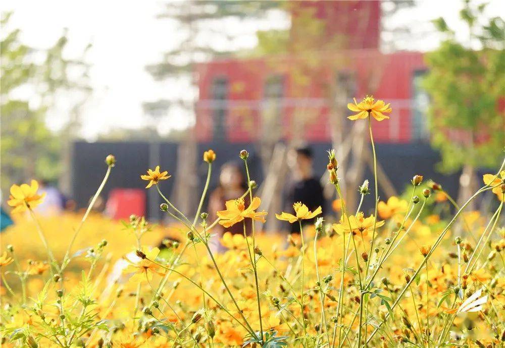 最美的季节 在南海遇见花开满城 黄芙蓉