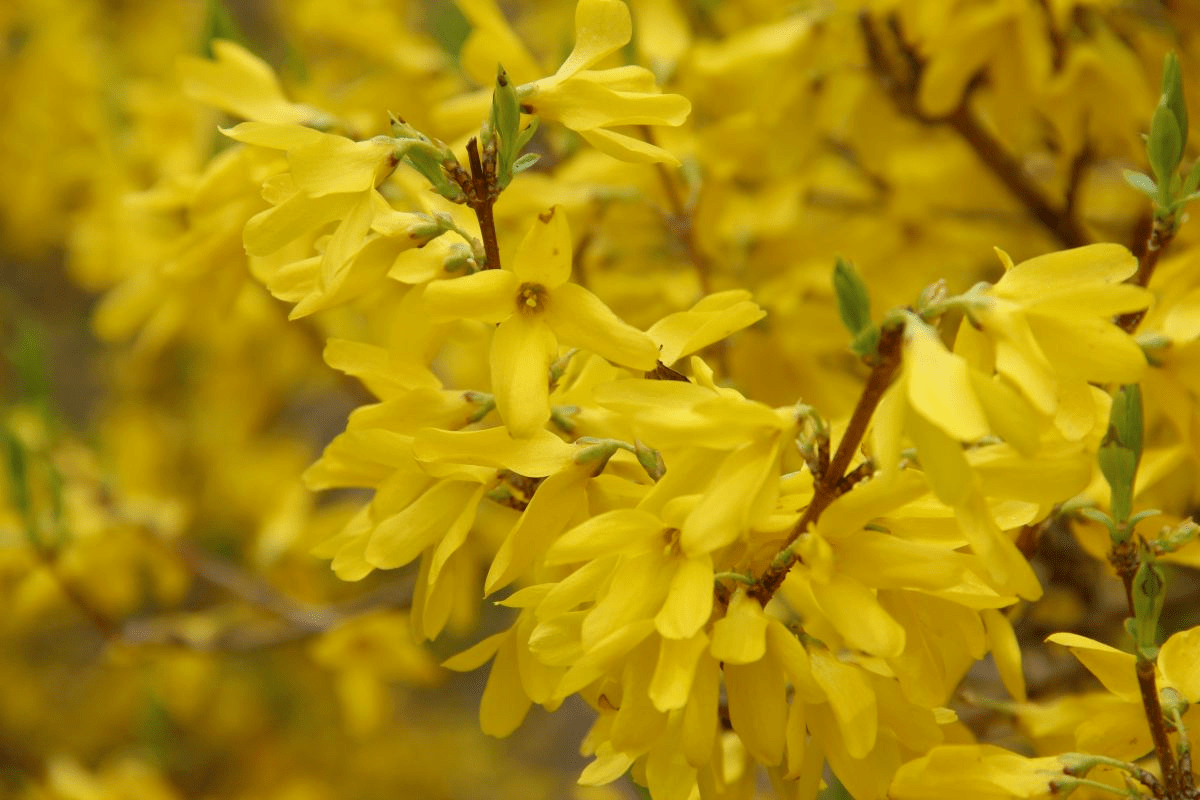 这5种花 先开花后长叶 非常奇特 花友