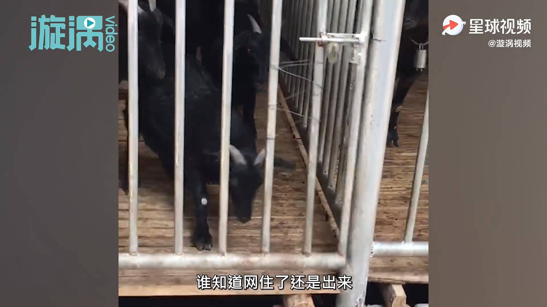 打开门的视频 5c61d11b0fa3444da14c61e9b2dff44e.jpeg