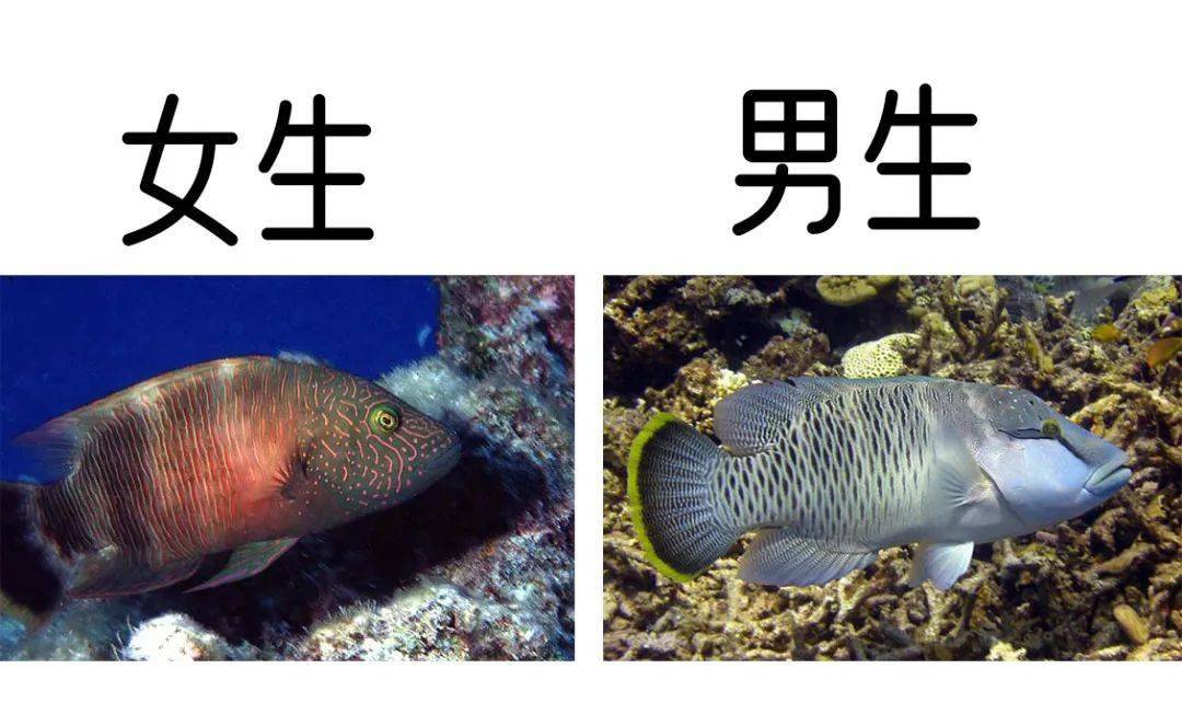 拿破崙魚:如何女生變男生,再走向巔峰