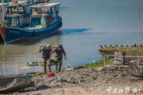 我叫苔菜 不叫海苔 宁波人喜爱的这种美食 正大量上市 滩涂