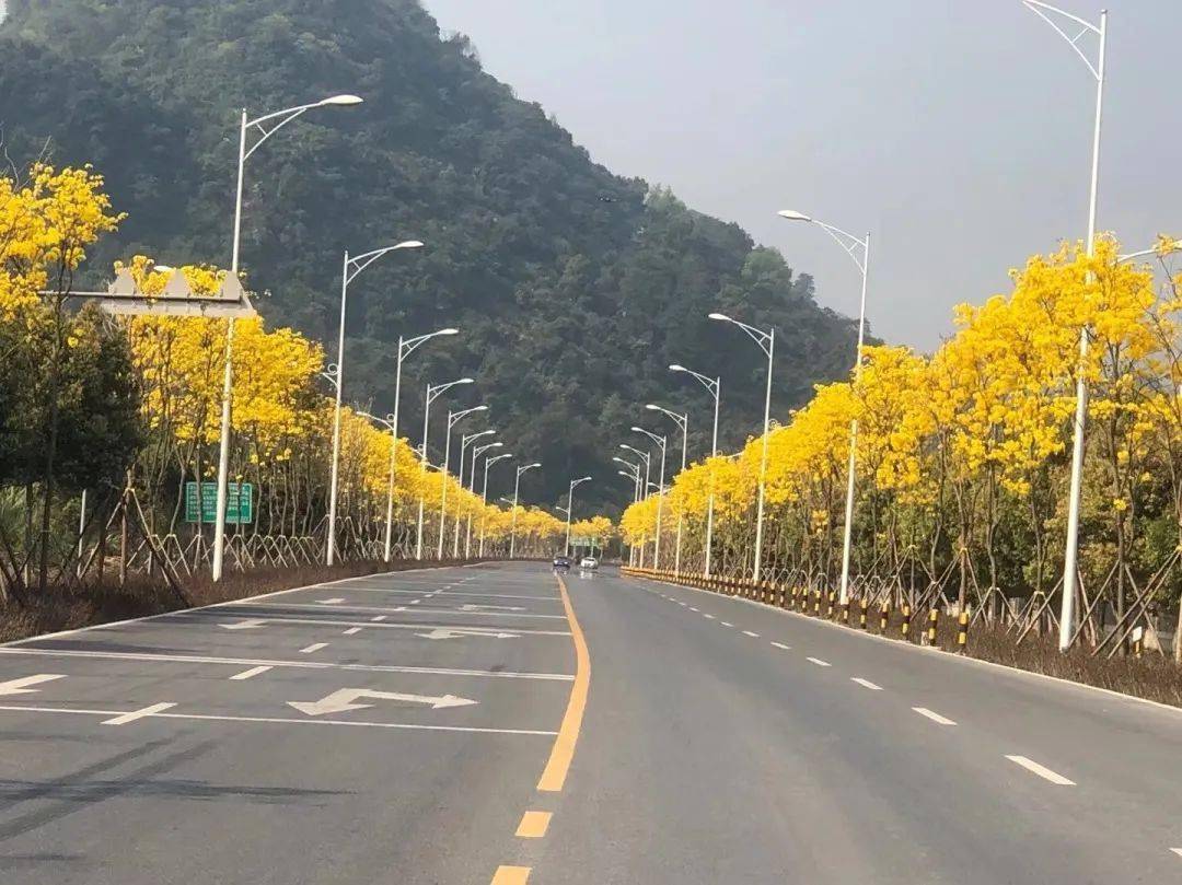 春日版的秋日童话来啦市区这里的黄花风铃木浪漫盛放