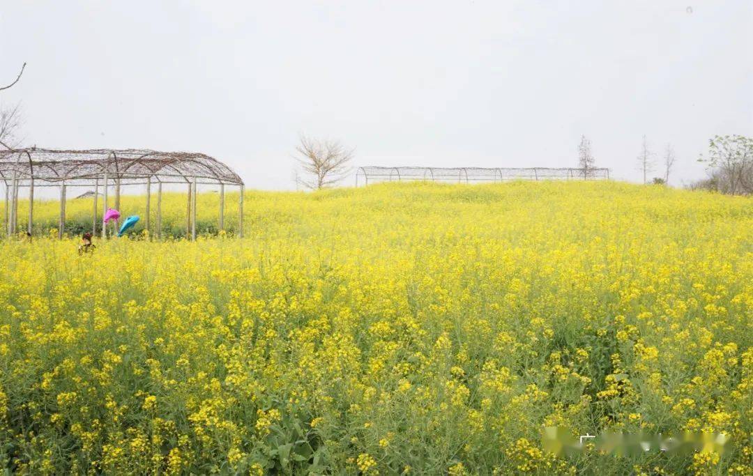春风十里 我在台湾花卉产业园等你 一起来踏青赏花吧 风铃