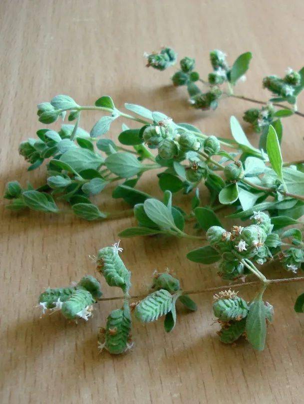 科宝有话说一牛至是一种什么样的植物