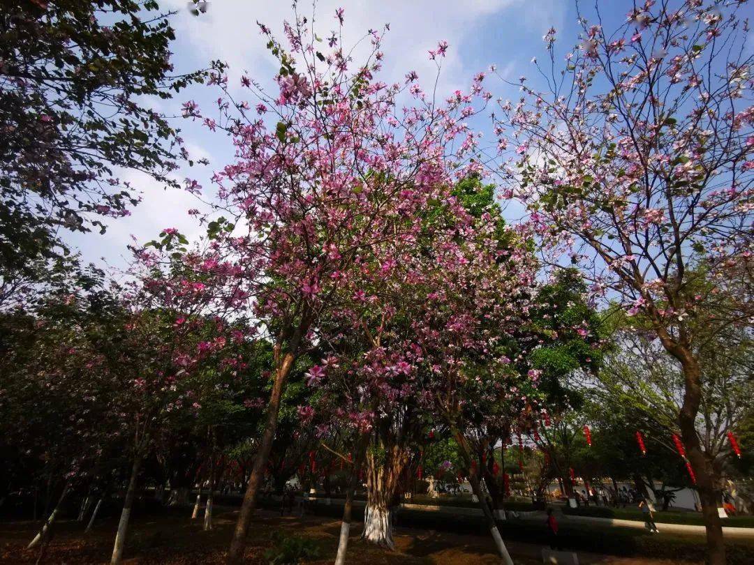 雨中的梅城紫荆花飘落地一景拍 - 户外旅游 梅州时空