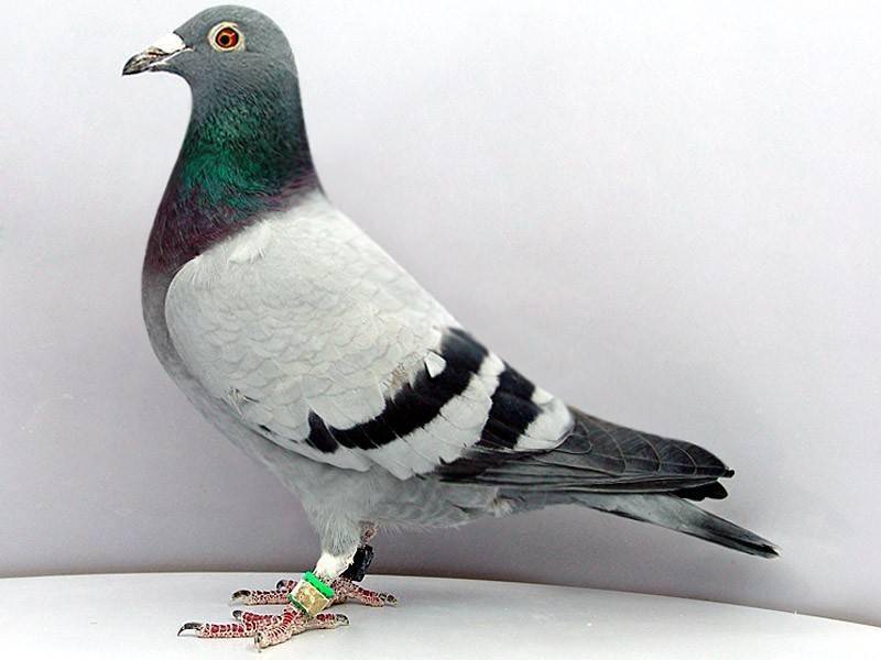 信鸽品种区别 244c2aa25f1d4e6dae3b972a5bc38214.jpeg