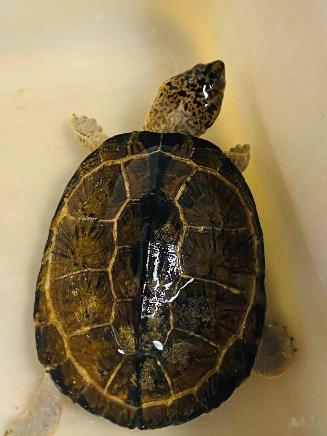 最近比较火的一个品种黑森侧颈龟你了解多少墨西哥蛋龟封面