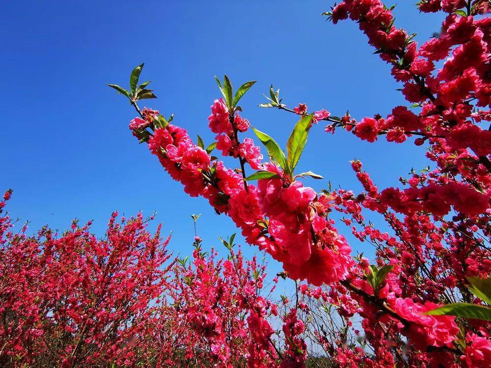 春风吹,桃花开!