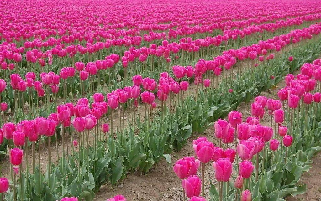 种一丛花整个院子都飘满花香