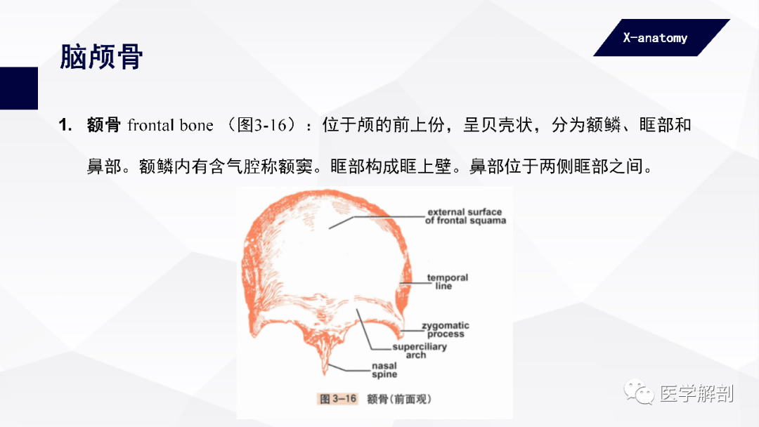 人體解剖學:中軸骨及其連結 | 顱骨(一)_醫學