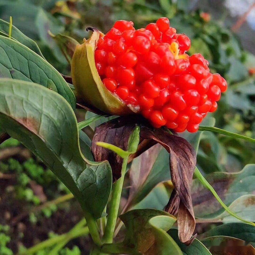 基金项目福建地区七叶一枝花主要病虫害发生规律及防治技术