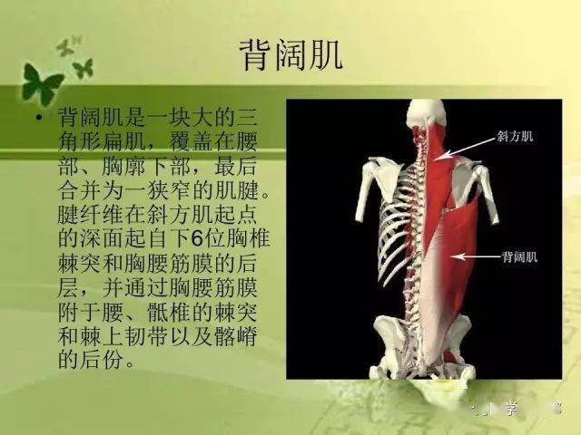 【课件分享】腰部疾病的相关解剖