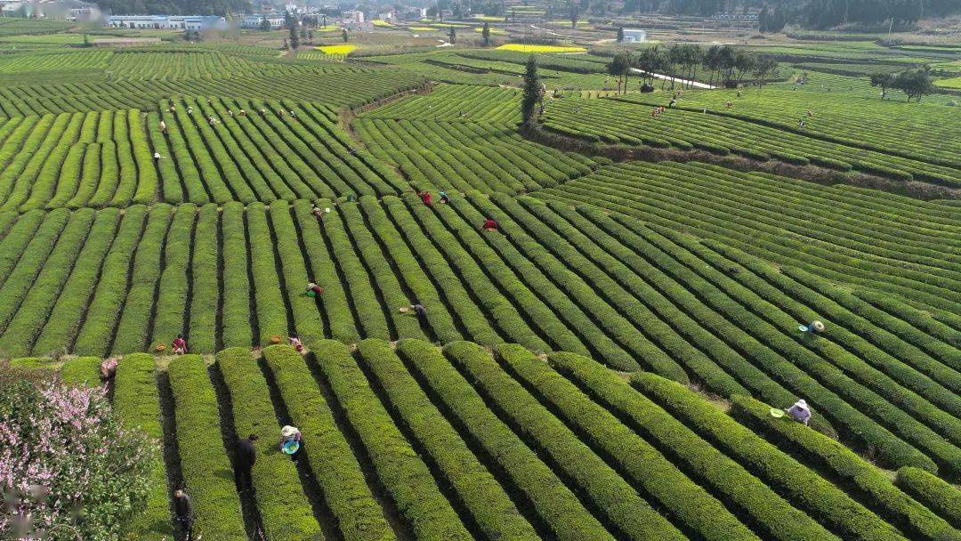 有什么简单的曲谱