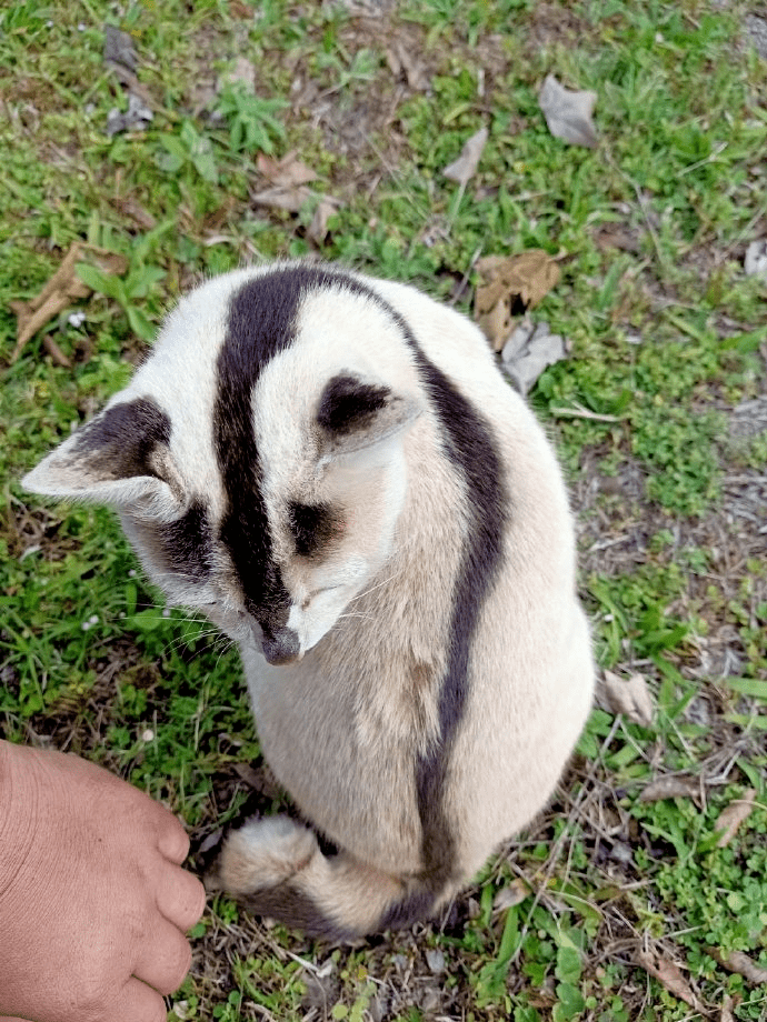 网友偶遇一只长得像臭鼬的猫这毛发也太黑白分明了吧
