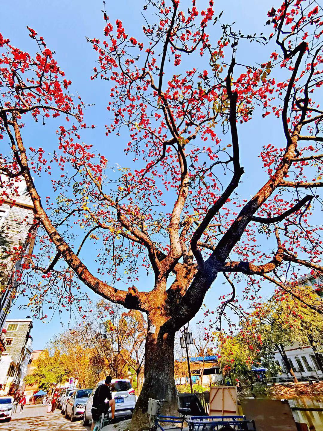 花城看花丨一树红，一地黄，广州至美春色画