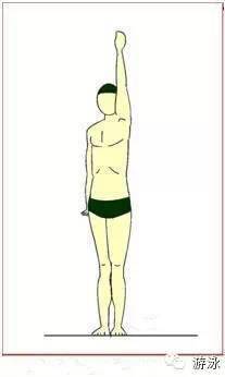 怎样将自己自由泳游得更快,此文揭晓!_游泳