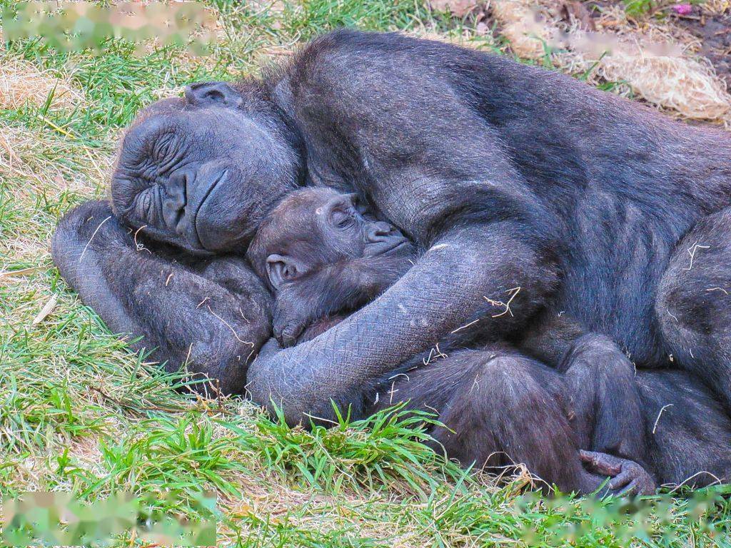 加拿大亚伯达,卡尔加里动物园里一只母猩猩抱着自己的小猩猩睡觉.