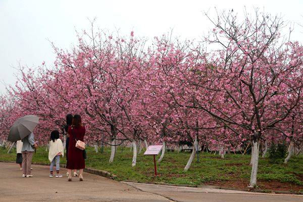 暖春赏花好时节，广州樱最美花期别错过！