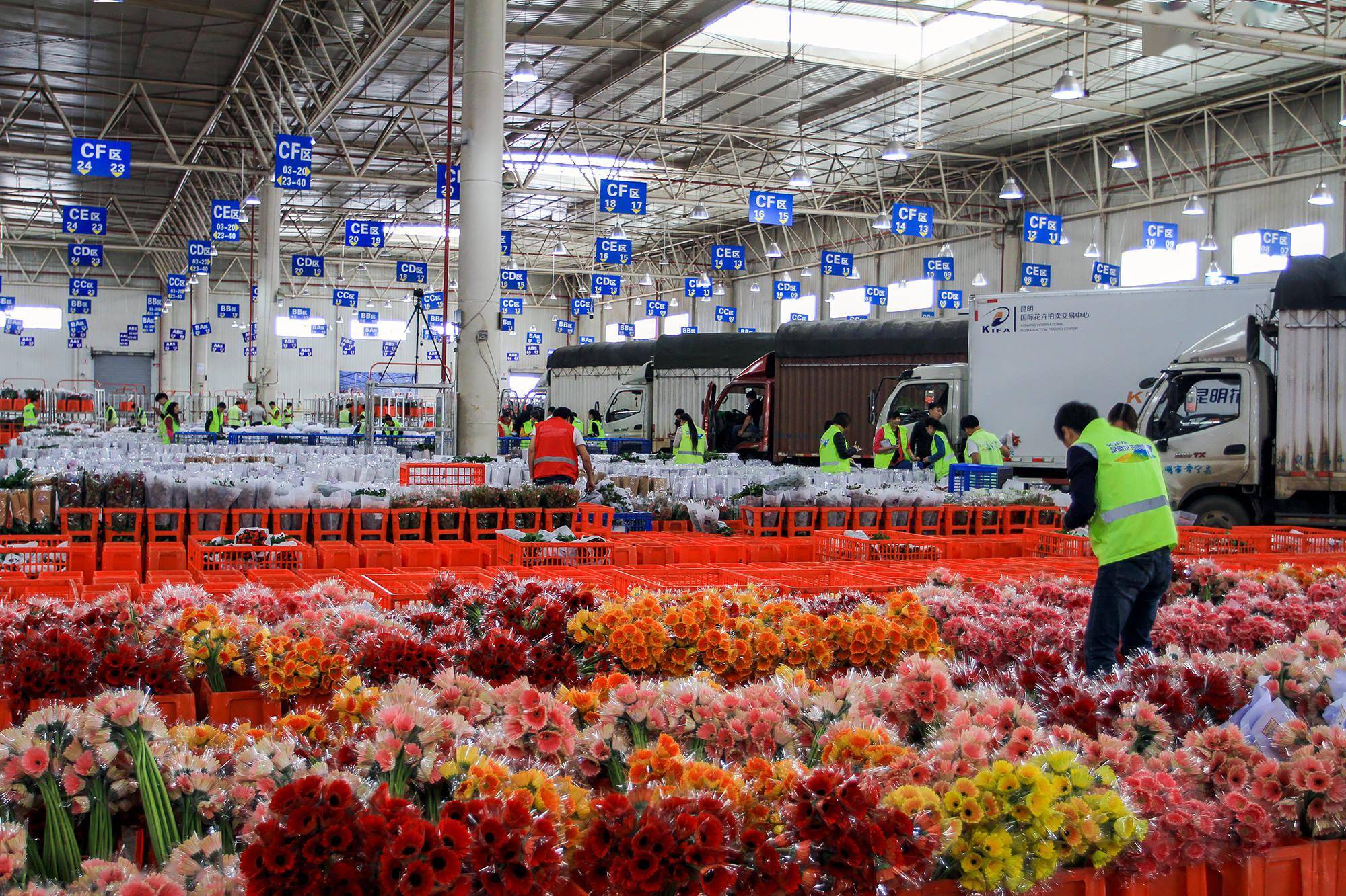 火车助云南鲜花香飘省内外_运输