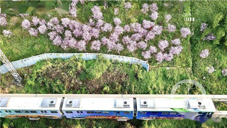 官宣！2021年重庆春季赏花攻略来了，铜梁这几个地方上榜！