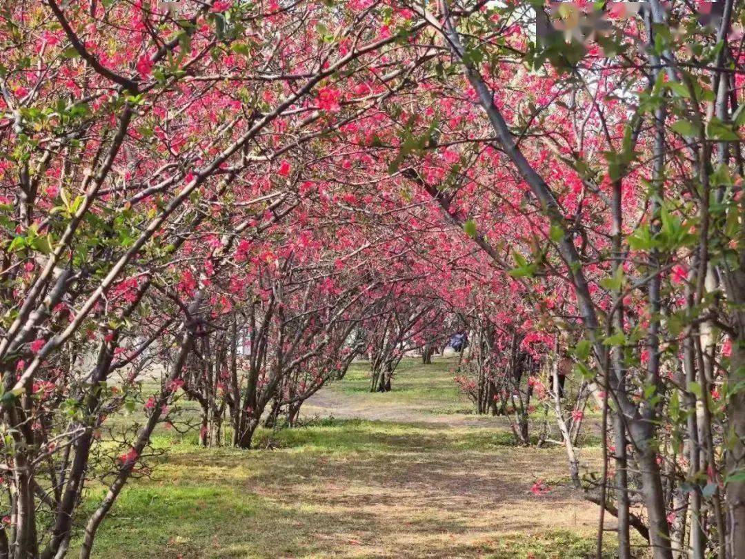 房湖公園那肯定就是海棠深處呀~要說現在廣漢公園裡哪裡最聚人氣