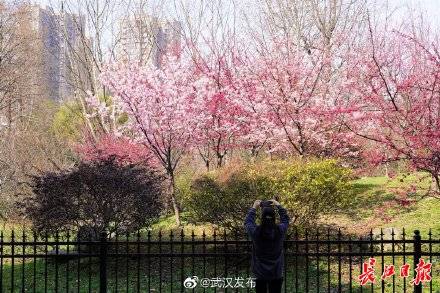 这些“从未见过的樱花”，将来有望绽放武汉街头