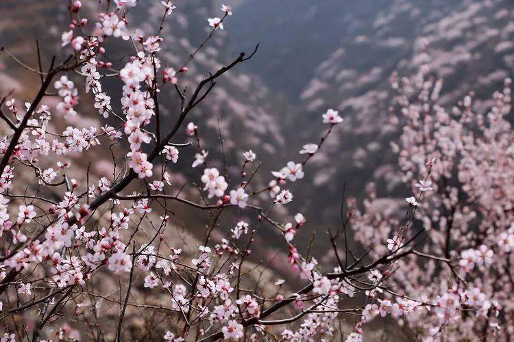 2月22日,陝州區王家後鄉十里桃花谷漫山遍野山桃花盛開,簇簇桃花吸引