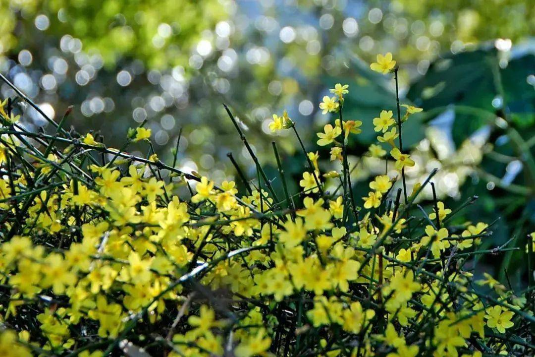 春天將至申城公園迎春花盛開附觀賞指南