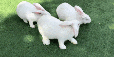 疯狂动物城里的兔子叫什么 6f0a1f8785014893b600af4cd679c3c3.gif