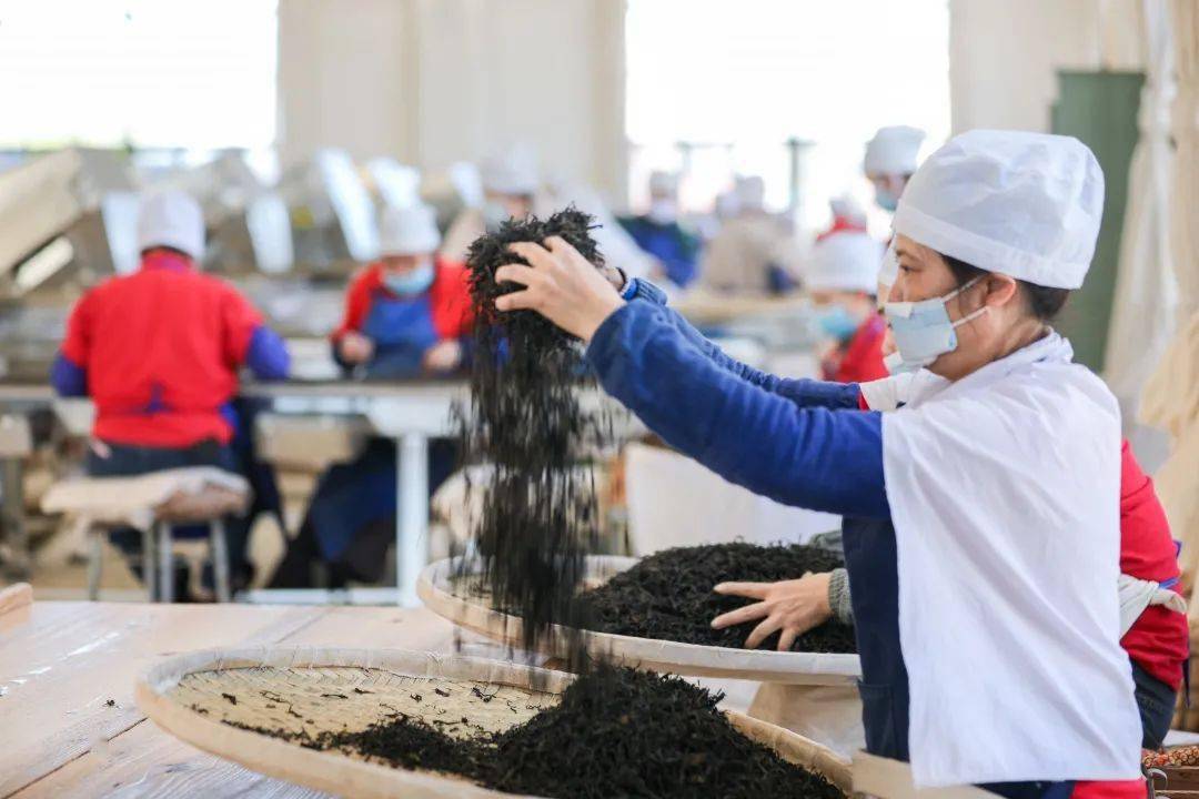 直击勐海茶厂节后开工首日:春茶开采漫山盎然,安全生产欣欣向荣