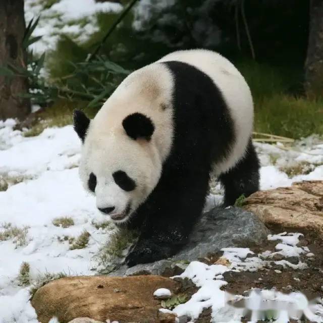 火爆春節假期的欒川竹海野生動物園看國寶大熊貓近距離接觸東北虎南陽