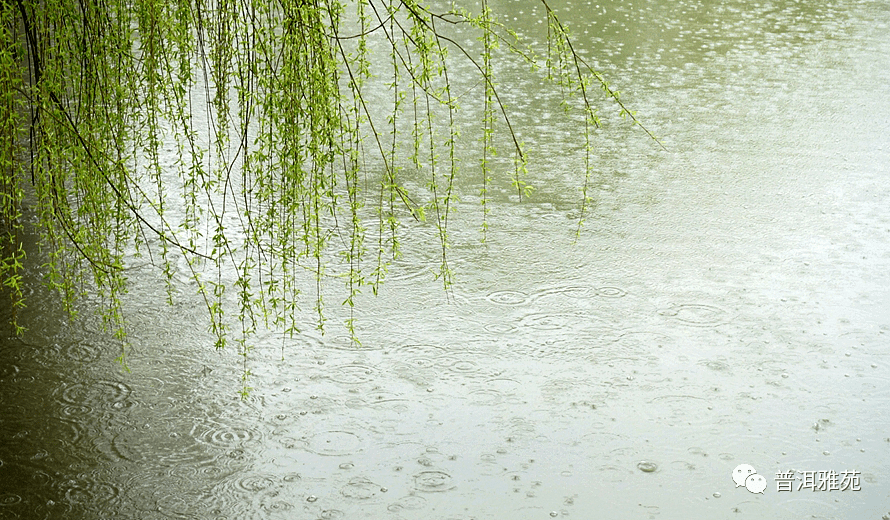 普洱诗歌第一场春雨包锁立