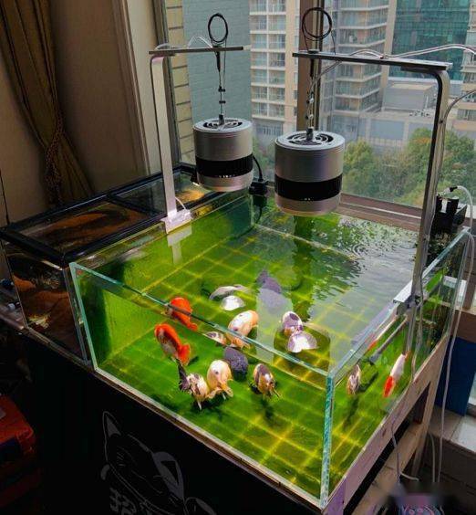 经验| 小白入坑养鱼,看完这12条,少走1年弯路!_水族箱