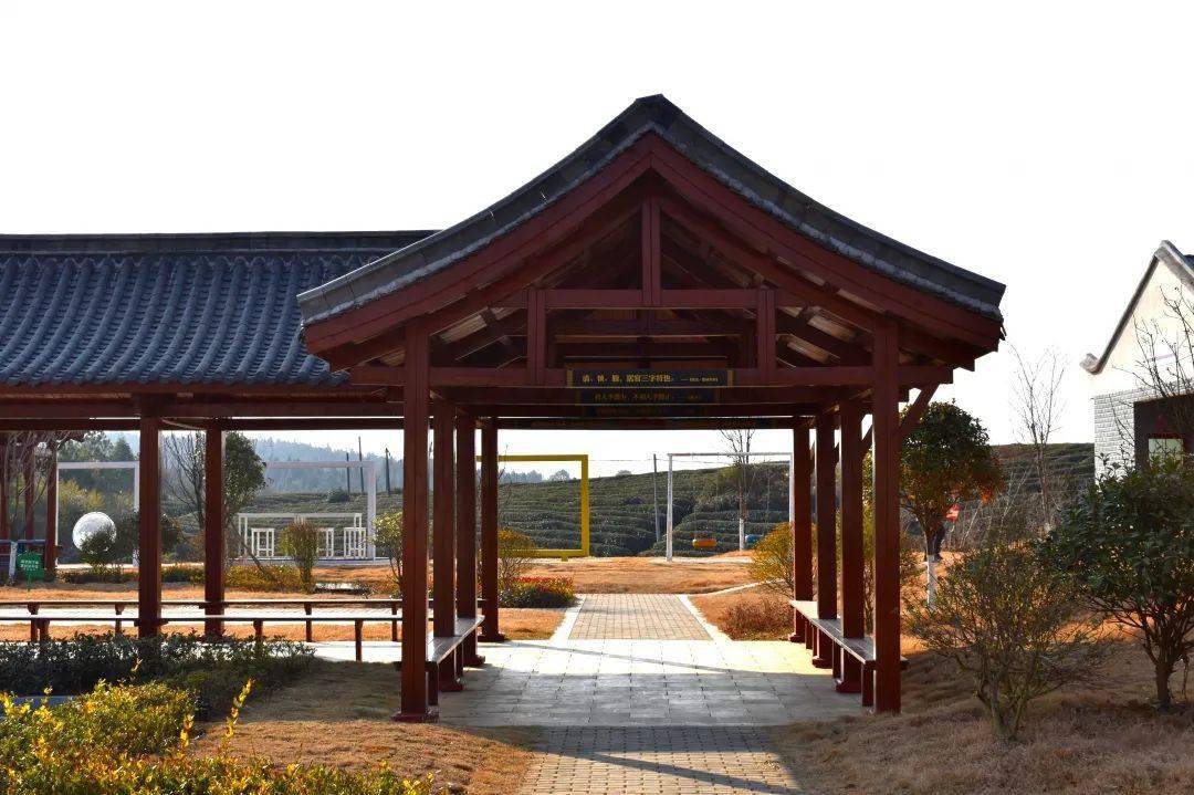 不负繁花不负卿,六市春色正"撩"人~_茶园